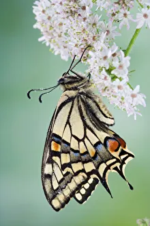 Images Dated 14th June 2008: Swallowtail - on flower wings closed 005765