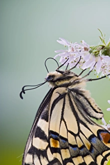 Images Dated 14th June 2008: Swallowtail - on flower wings closed close up 005764
