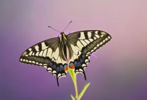 Butterflies Collection: Swallowtail - on flower wings open 005761