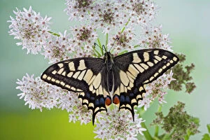 Images Dated 14th June 2008: Swallowtail - on flower wings open