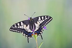 Images Dated 14th June 2008: Swallowtail - on flower - wings open