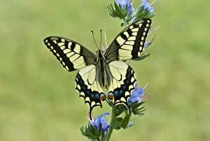 Images Dated 25th June 2008: Swallowtail - Resting on vipers bugloss
