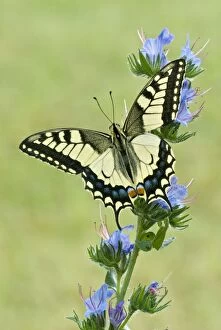 Images Dated 25th June 2008: Swallowtail - on vipers bugloss
