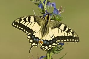 Images Dated 25th June 2008: Swallowtail - On vipers bugloss