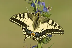 Swallowtail On vipers bugloss Aggtelek National Park Hungary