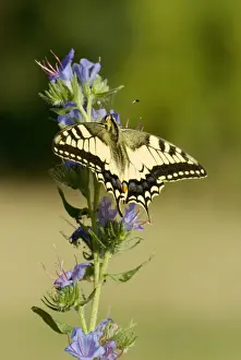 Swallowtail Prints: Swallowtail On vipers bugloss Aggtelek National Park Hungary