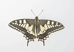 Images Dated 1st June 2008: Swallowtail - on white background