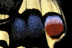 Images Dated 2nd December 2007: Swallowtail - Detail of the wing. Europe