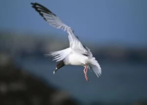 Swallowtailed Gull - coming in to land