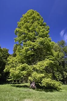 Swamp / Bald CYPRESS Tree - standing in park