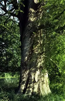 Cypresses Prints: Swamp Cypress
