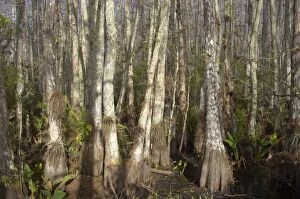 Images Dated 21st March 2006: Swamp Cypress forest - Corkscrew Swamp Sanctuary, Florida, USA LA000007