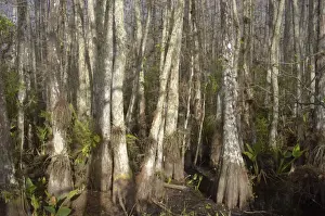 Cypresses Prints: Swamp Cypress forest - Corkscrew Swamp Sanctuary, Florida, USA LA000007