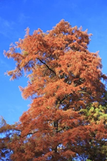 Images Dated 5th November 2008: Swamp Cypress - showing autumn colour