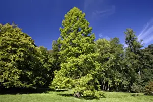 Cypresses Prints: Swamp Cypress Tree- standing in park, Hessen, Germany