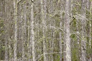 Images Dated 21st March 2006: Swamp Cypress Trees in Winter, Corkscrew Swamp Sanctuary, Florida, USA LA000006