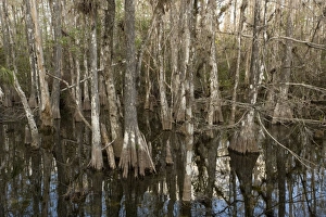 Images Dated 16th February 2006: Swamp cypress woodland in Big Cypress National Preserve, Everglades, Florida