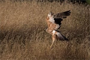 Swamp Harrier - Lifting off out of long grass where
