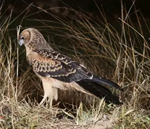 Harriers Prints: Swamp Harrier WRT 4 Circus approximans © W. R. Taylor / ARDEA LONDON
