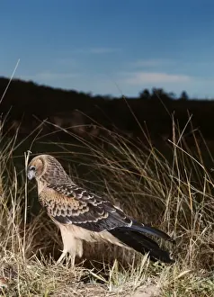 Swamp Harrier WRT 4 Circus approximans © W. R. Taylor / ARDEA LONDON