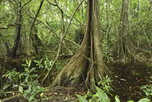 Swamp rainforest with buttressed tree Cahuita N. P. Costa Rica
