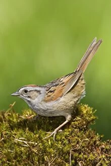 Images Dated 25th May 2008: Swamp Sparrow - Maine