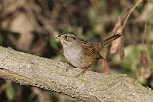 Swamp Sparrow - October