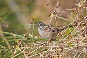 Images Dated 17th October 2007: Swamp Sparrow, October, Connecticut, USA