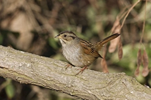 Images Dated 21st October 2007: Swamp Sparrow - October, Connecticut, USA