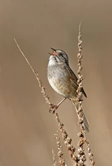 Swamp Sparrow - Spring
