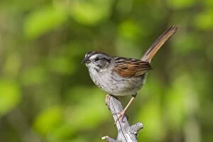 Images Dated 20th May 2010: Swamp Sparrow - Spring