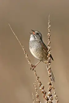 Swamp Sparrow - Spring Connecticut, USA