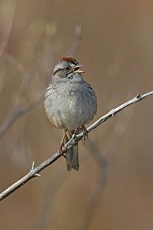 Images Dated 22nd April 2005: Swamp Sparrow - Spring Connecticut, USA