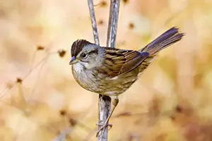 Swamp Sparrow - spring Connecticut, USA