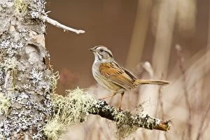 Images Dated 5th May 2008: Swamp Sparrow - On territory