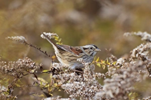 Images Dated 25th October 2010: Swamp Sparrow - in winter plumage - Connecticut in fall - USA