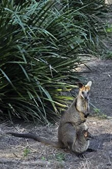 Bicolor Gallery: Swamp Wallaby - with well-grown joey in its mother's