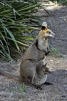 Bicolor Gallery: Swamp Wallaby - with well-grown joey in its mother's pouch