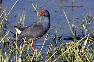 Images Dated 2nd November 2007: Swamphen