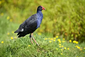 Swamphens Prints: Swamphen standing on a mound amidst a flowering meadow looking out Golden Bay
