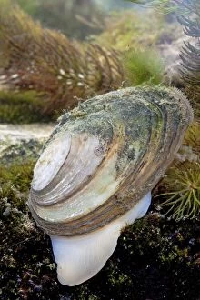 Swan mussel - Photographed underwater showing foot