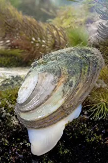 Mussel Prints: Swan mussel - Photographed underwater showing foot, Wiltshire, England, UK