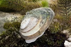 Swan Mussel - showing foot emerging from shell