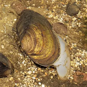 Mollusc Prints: Swan Mussel - Showing threds that attach Mussels to rocks