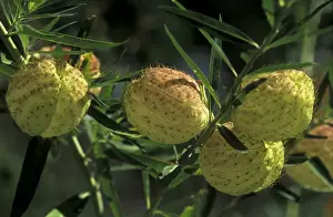 Seed Dispersal Prints: Swan Plant / Balloon Flower - inflated globose seed pods