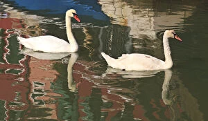 Swans in canal, Burano Island, Lagoon Tour