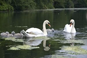 Images Dated 7th June 2007: Swans and cygnets eating weeds in lake