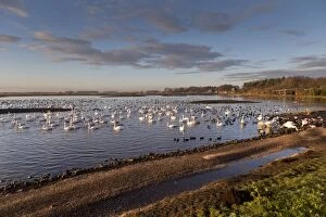Images Dated 18th December 2012: Swans - with ducks and geese