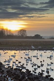 Images Dated 18th December 2012: Swans - with ducks and geese