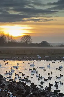 Evening Prints: Swans - with ducks and geese - Martin Mere Wildfowl and Wetlands Trust, Lancashire, UK